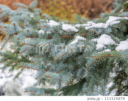 Green fir branches in winter covered with snow. Branches of fir tree as background. Frosty spruce branches. Outdoor with snowy winter nature. Forest landscape 111524879
