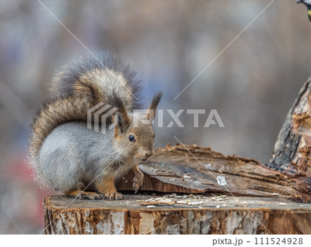 A squirrel sits on a stump and eats nuts in autumn. A squirrel sits on a stump and eats nuts in autumn. 111524928