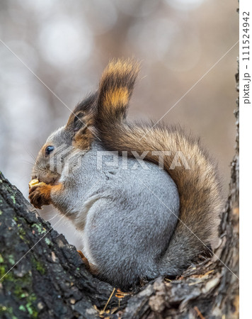 The squirrel with nut sits on tree in the autumn. Eurasian red squirrel, Sciurus vulgaris. 111524942
