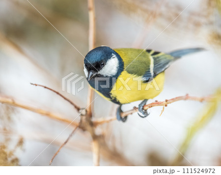 Cute bird Great tit, songbird sitting on the branch with blurred background 111524972