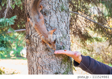 A squirrel in the autumn eats nuts from a human hand. Eurasian red squirrel, Sciurus vulgaris A squirrel in the autumn eats nuts from a human hand. Eurasian red squirrel, Sciurus vulgaris 111524981