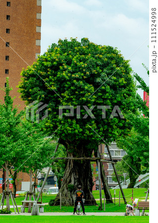 公園の一本の木 111524998