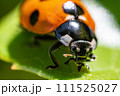 マクロレンズで撮ったテントウムシ 111525027