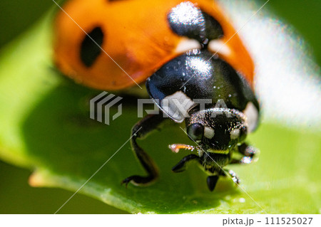 マクロレンズで撮ったテントウムシ 111525027