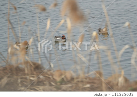 コガモ コガモ 111525035