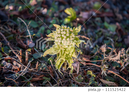 春の訪れ　ふきのとう 111525422