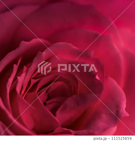 Red rose flower petals. Soft focus, abstract floral background. Macro flowers backdrop for holiday design 111525659