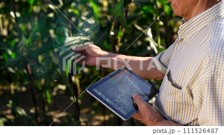 Senior farmer using digital tablet and examining young corn plants in the field. Smart farming concept Senior farmer using digital tablet and examining young corn plants in the field. Smart farming concept 111526487