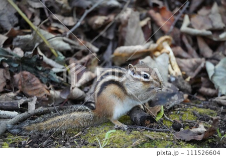 頬をふっくらさせて、可愛いシマリス 111526604