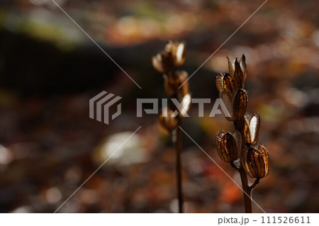 秋の陽のウバユリ 秋の陽のウバユリ 111526611