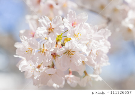 桜　花　春 111526657