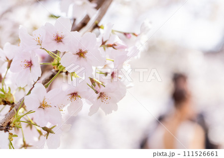 桜　花　春 111526661