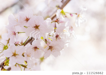 桜　花　春 111526662