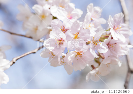 桜　花　春 111526669