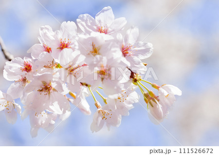 桜　花　春 111526672