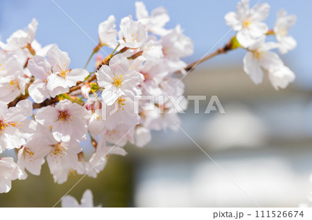 桜　花　春 111526674
