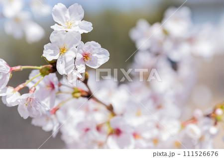桜　花　春 111526676