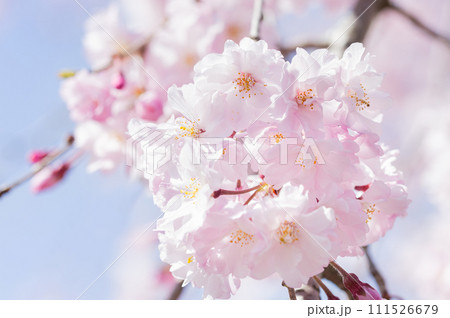 桜　花　春 111526679