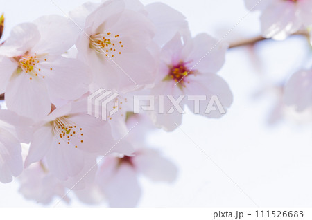 桜　花　春 111526683