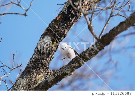 シマエナガ ”野鳥” シマエナガ ”野鳥” 111526698