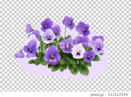 水彩風格的三色紫羅蘭與中提琴插圖 111527234