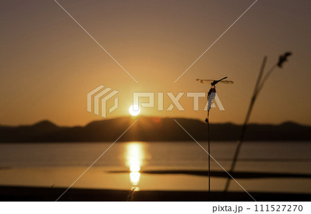 猪苗代湖の夕日とトンボ 111527270