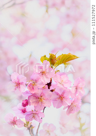 一房で咲く満開の美しい河津桜 一房で咲く満開の美しい河津桜 111527972