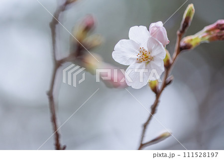 春の訪れを感じるソメイヨシノの花 111528197