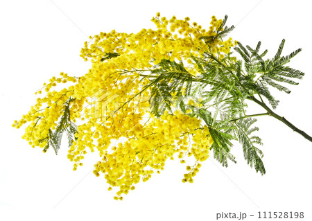 Mimosa flowers isolated on white backgrounds. 111528198