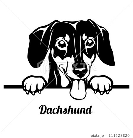 Peeking Dachshund - Dog Breed - Pet Vector Portrait, Dog Silhouette Stencil - Cricut file EPS Peeking Dachshund - Dog Breed - Pet Vector Portrait, Dog Silhouette Stencil - Cricut file EPS 111528820