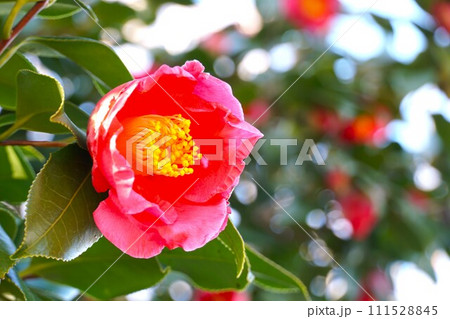紅色の椿の花 111528845