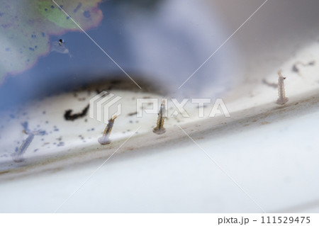Mosquito larvae in stagnant water close up 111529475