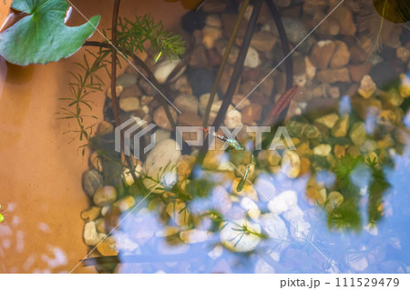 guppy fish in the lotus pond 111529479