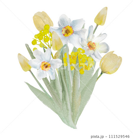 Bouquet of daffodils. Watercolor spring floral illustration, hand drawn. Easter, Valentine 111529546