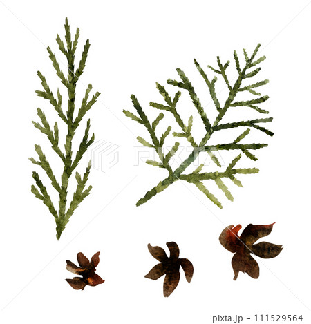 watercolor illustration of thuja twigs and cones, hand-drawn thuja twigs 111529564