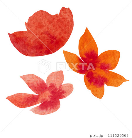 watercolor floral, delicate abstract flowers, red, blue and pink flowers watercolor floral, delicate abstract flowers, red, blue and pink flowers 111529565