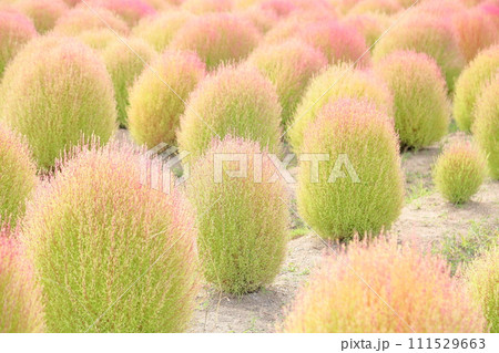 色づくコキア　秋の始まり 111529663