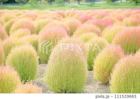色づくコキア 秋の始まり 色づくコキア 秋の始まり 111529665