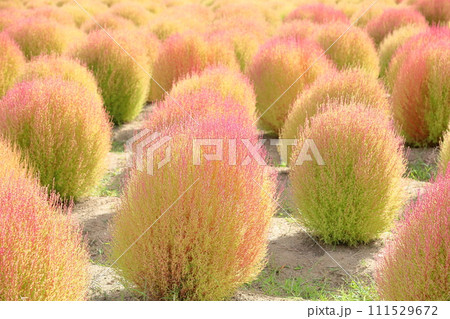 色づくコキア 秋の始まり 色づくコキア 秋の始まり 111529672