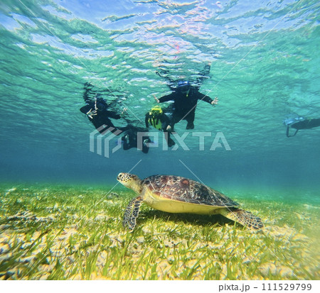 浅瀬のウミガメと泳ぐ 111529799