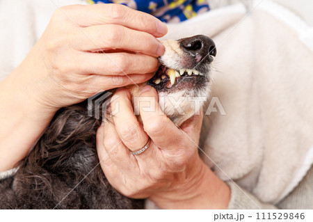 歯の健康状態をチェックされる愛犬のダックスフンド 歯の健康状態をチェックされる愛犬のダックスフンド 111529846