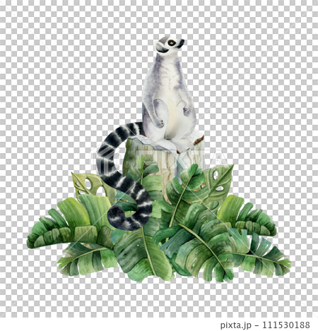 Ring tailed lemur sitting on stump and tropical palm leaves watercolor illustration isolated on white background. Hand drawn cute monkey animal with long striped black and white tail Ring tailed lemur sitting on stump and tropical palm leaves watercolor illustration isolated on white background. Hand drawn cute monkey animal with long striped black and white tail 111530188