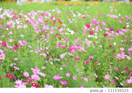 コスモスの花 111530325