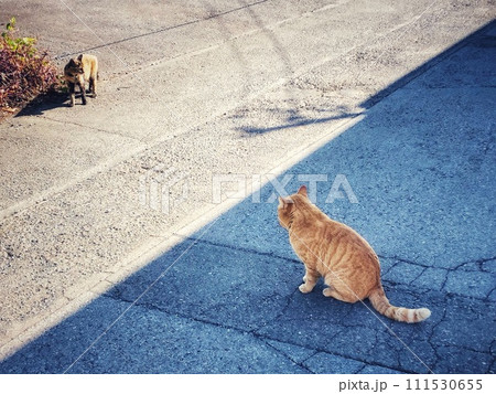 日陰で休む三毛猫と日向を歩く野良猫の風景 日陰で休む三毛猫と日向を歩く野良猫の風景 111530655