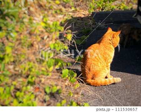 コンクリートの地面に座る薄茶色の三毛猫の後ろ姿と緑の葉の風景 111530657