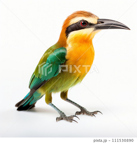 Common Kingfisher, perching on wooden branch isolated on white background. 111530890