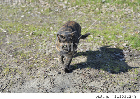 広場で遊ぶさび猫 111531248