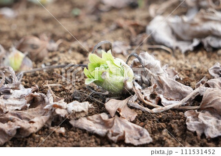 春を告げるふきのとう 111531452