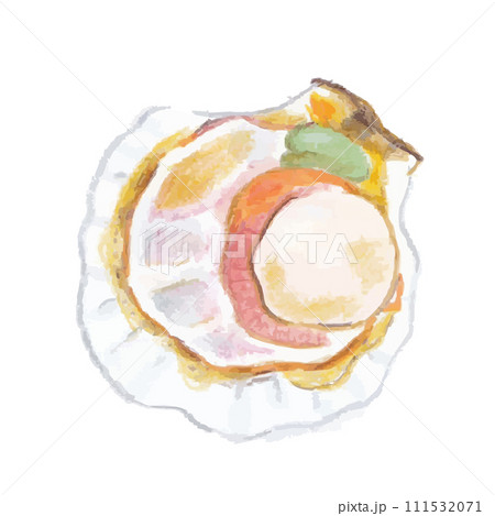 帆立のイラスト 111532071