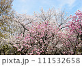 福岡城跡　春の訪れ 111532658